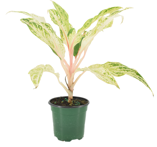 Aglaonema White Panama 4 inch Grower Pot