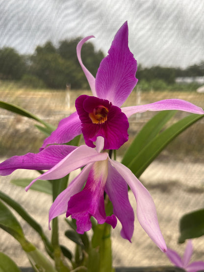 Laeliocattleya Edissa