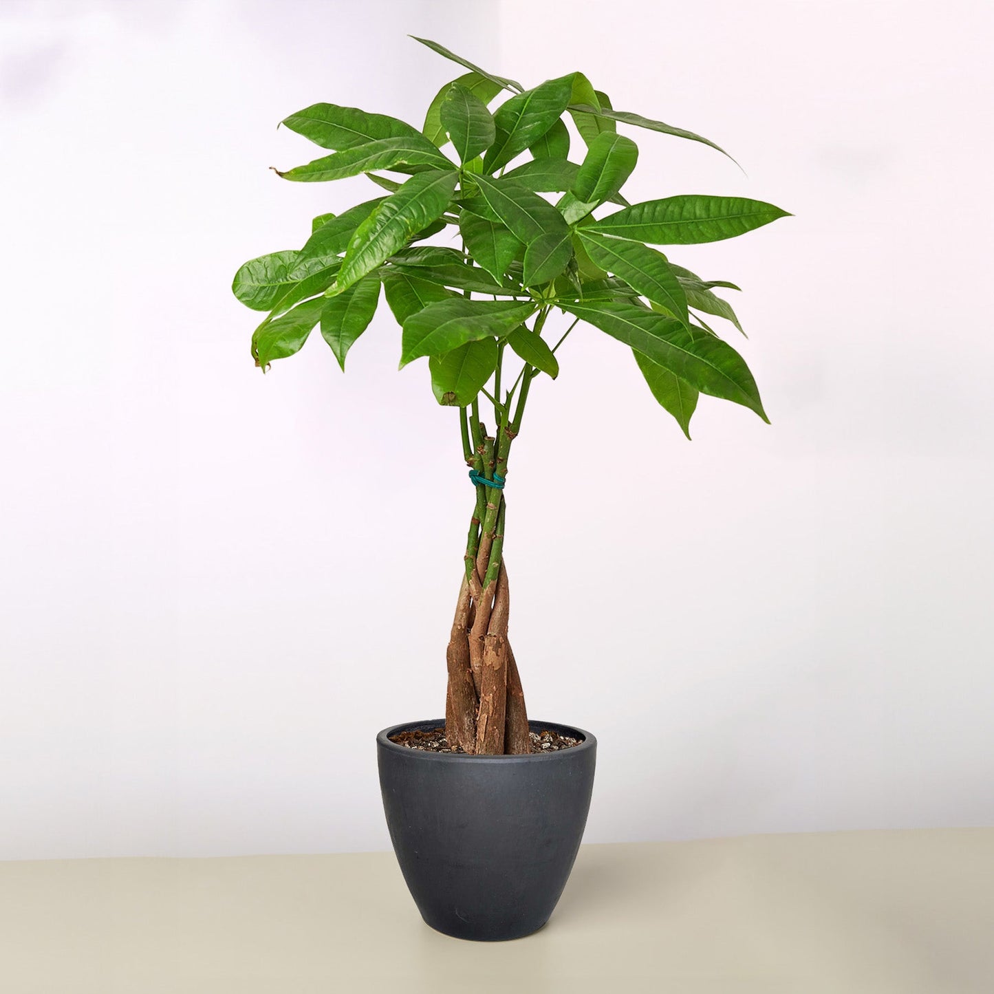 Money Tree 'Guiana Chestnut' Pachira Braid