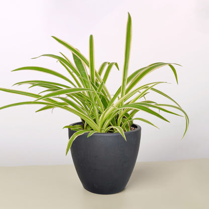 Spider Plant 'Reverse'