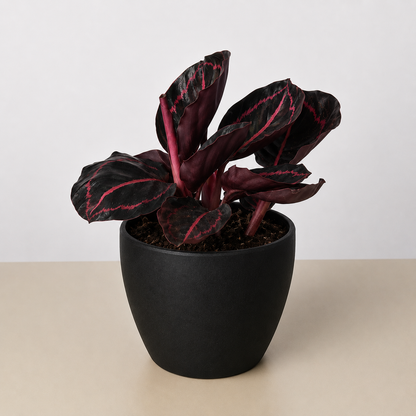 Calathea 'Dottie'