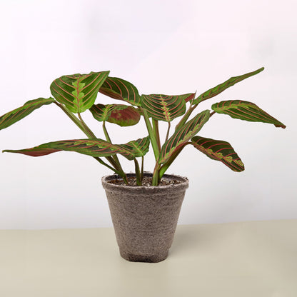 Maranta 'Red Prayer'