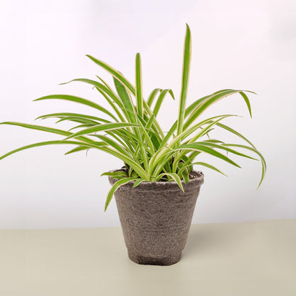 Spider Plant 'Reverse'