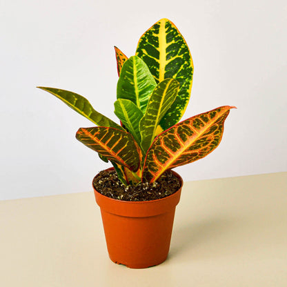Croton Petra 'Joseph's Coat'