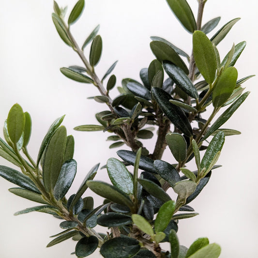 Common Olive Tree (Olea europaea)