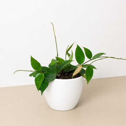 Hoya 'Black Margin'