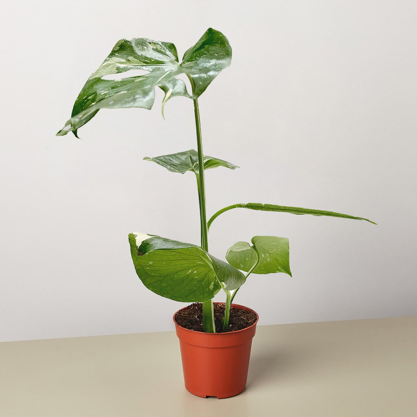 Monstera 'Thai Constellation'