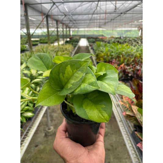 Pothos Global Green