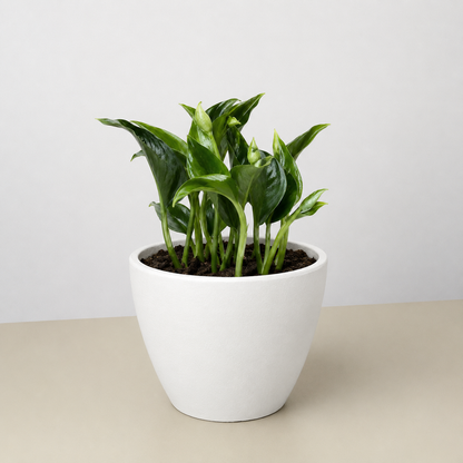 Pothos 'Shangri La'