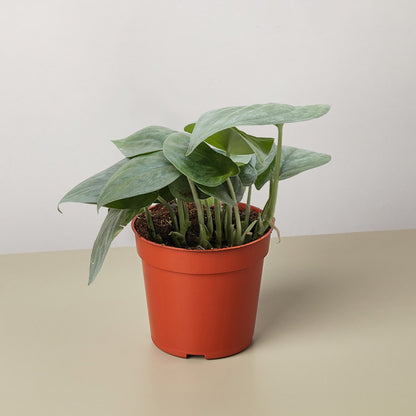 Scindapsus Platinum Java