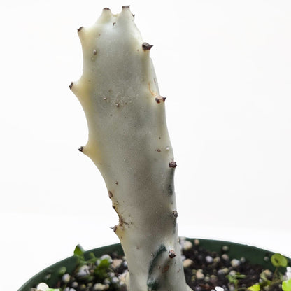 4" Succulent Euphorbia 'Dragon Bone'