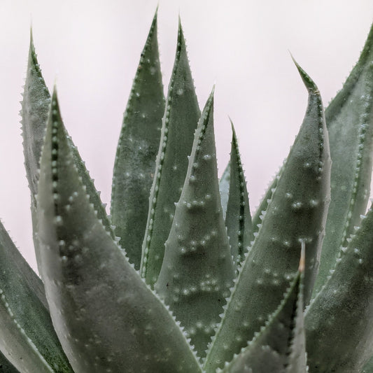 Succulent Haworthia Savanna