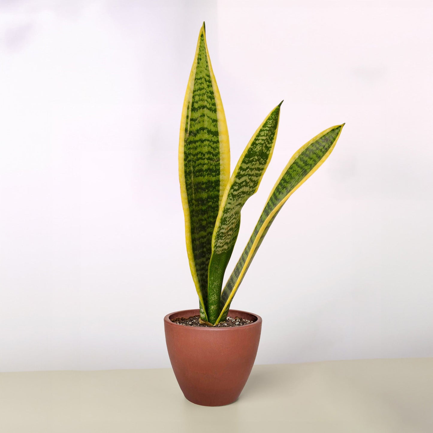 Snake Plant 'Laurentii'