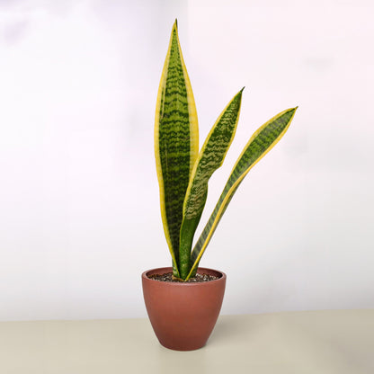 Snake Plant 'Laurentii'