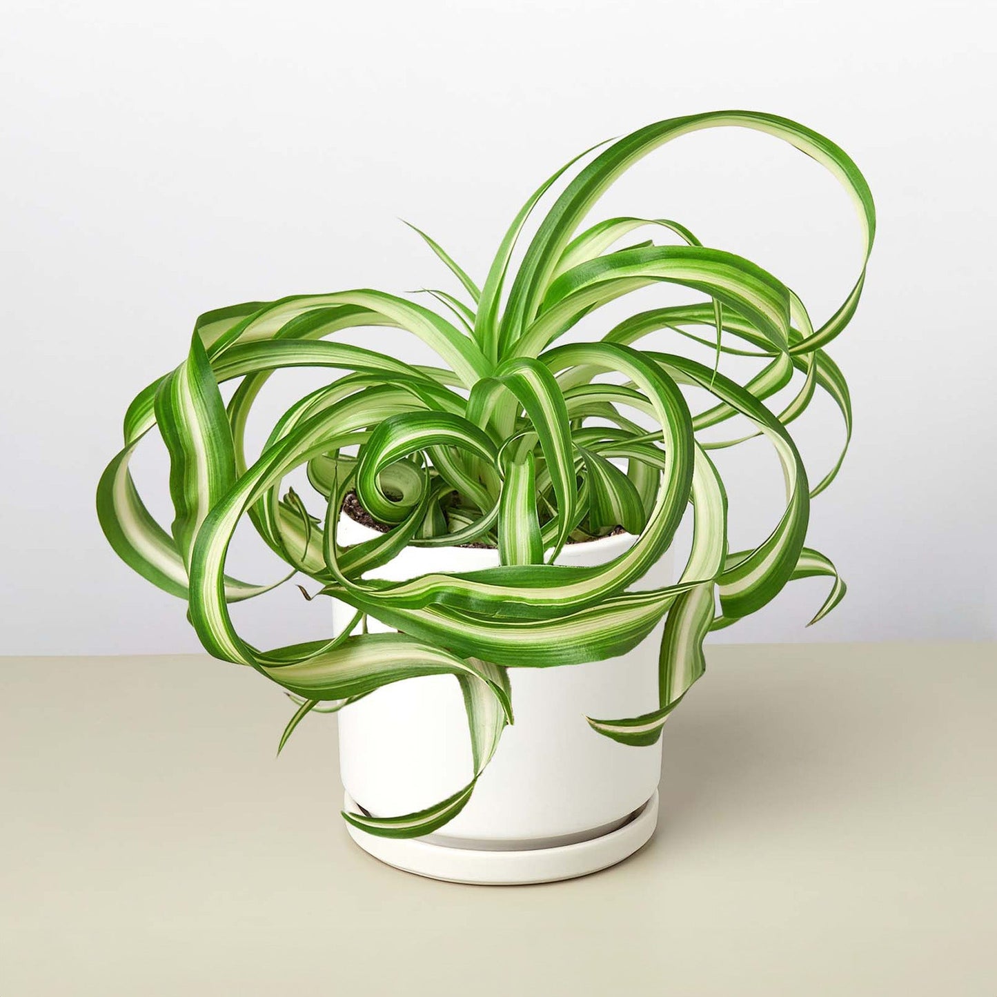 Spider Plant 'Bonnie'