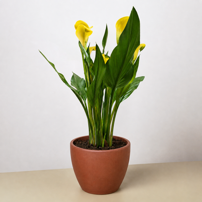 Calla Lily