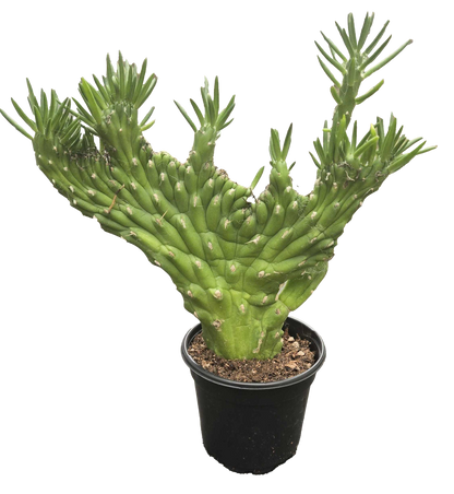 Cactus Opuntia Subulata Crested 4 inch Grower Pot