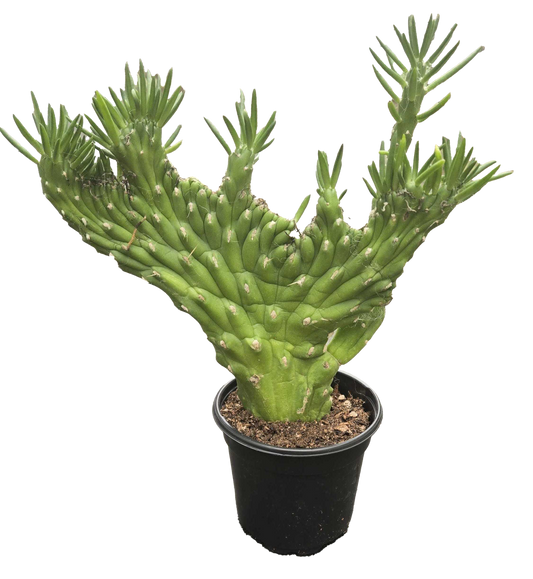 Cactus Opuntia Subulata Crested 4 inch Grower Pot