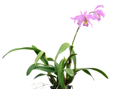 Laeliocattleya Denisii