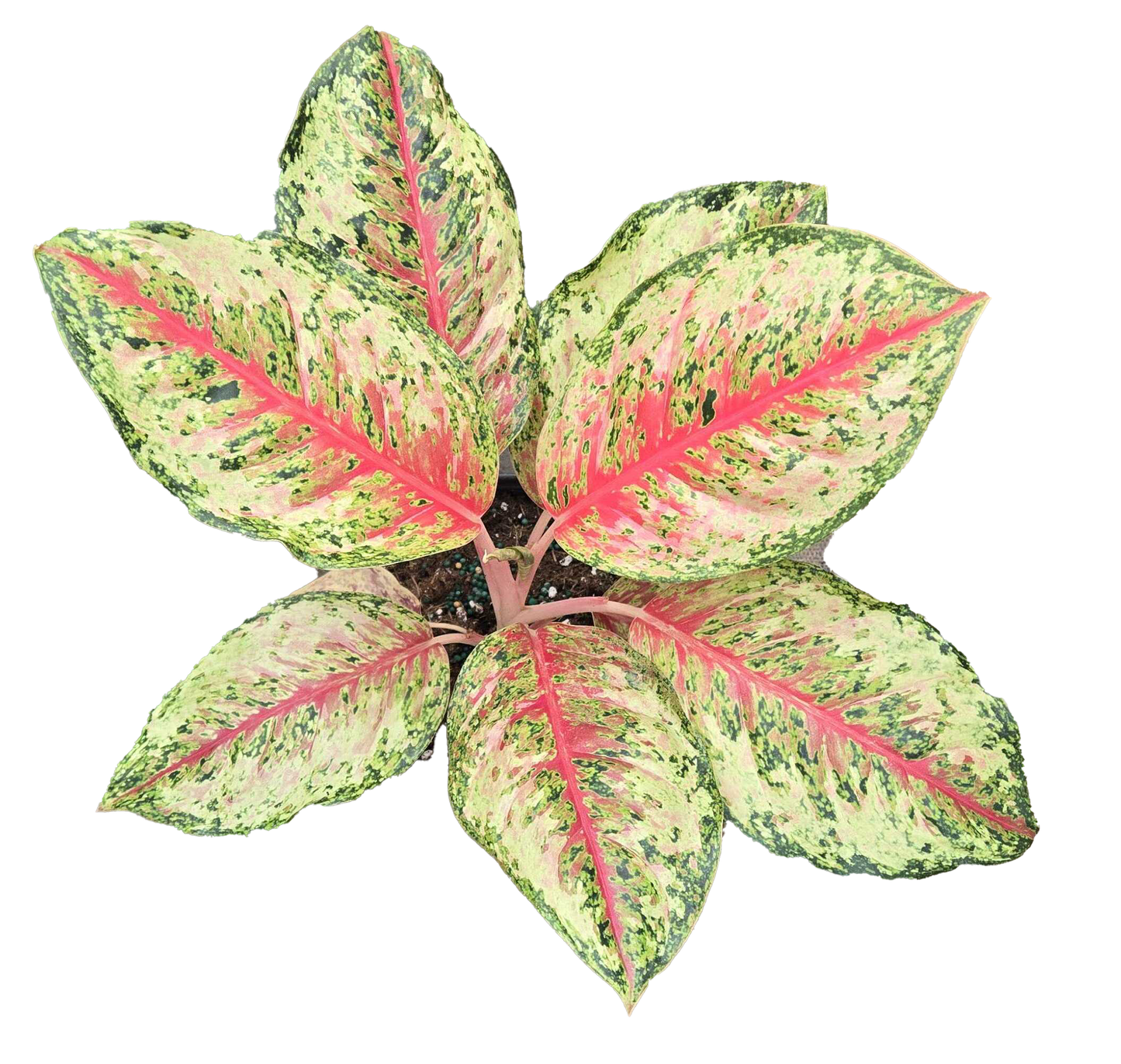 Aglaonema 10 Karat 4 inch Grower Pot