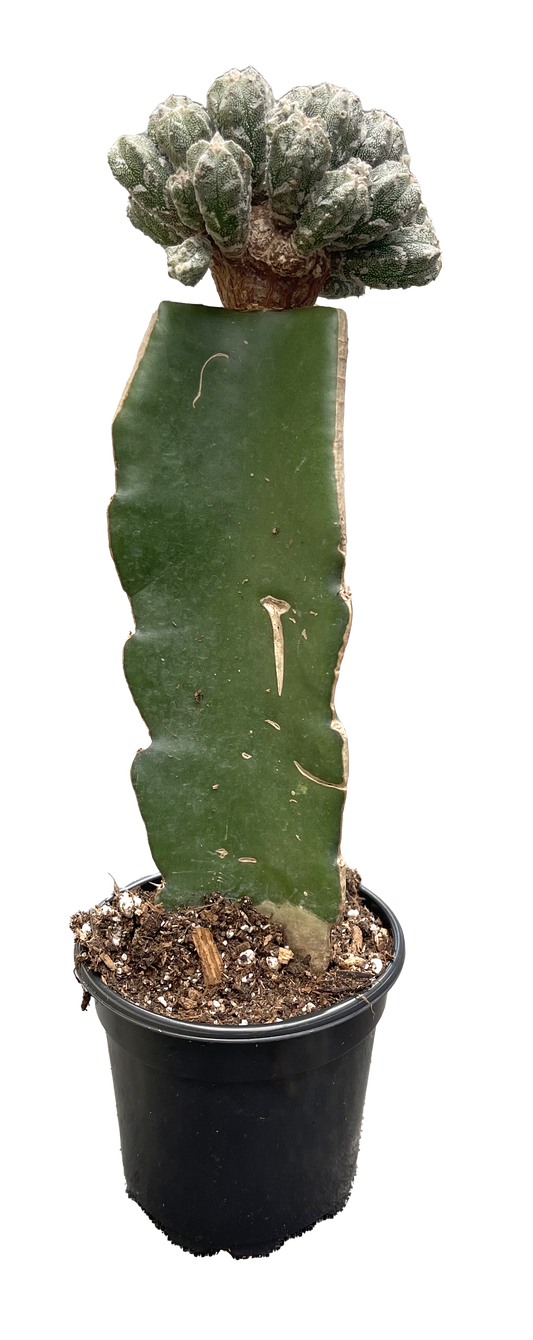Cactus Myriostigma Multi Head 4 inch Grower Pot