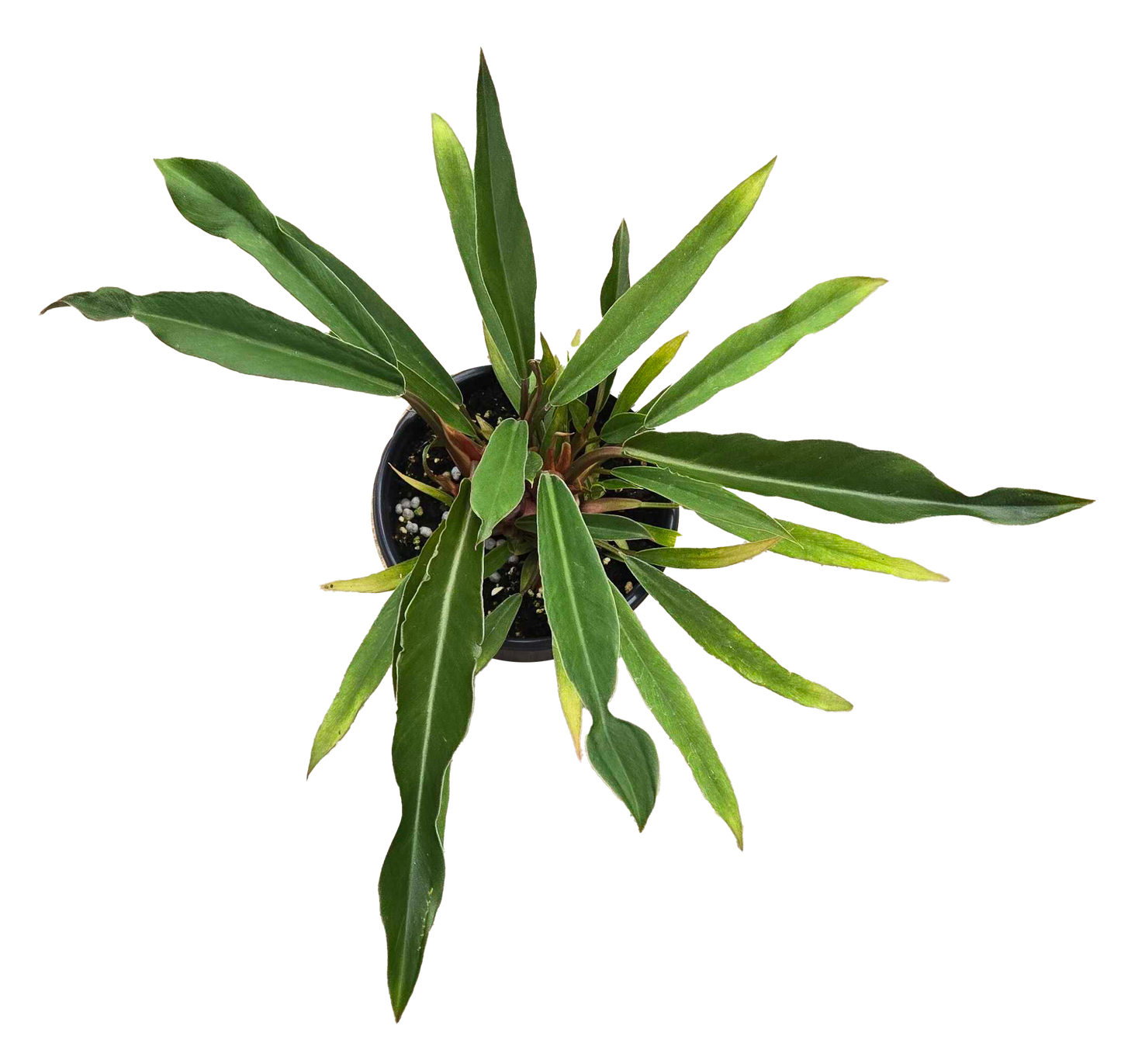 Philodendron Pluto Mutation 4 inch Grower Pot