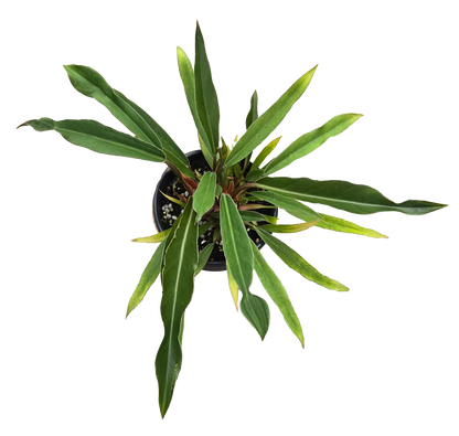 Philodendron Pluto Mutation 4 inch Grower Pot