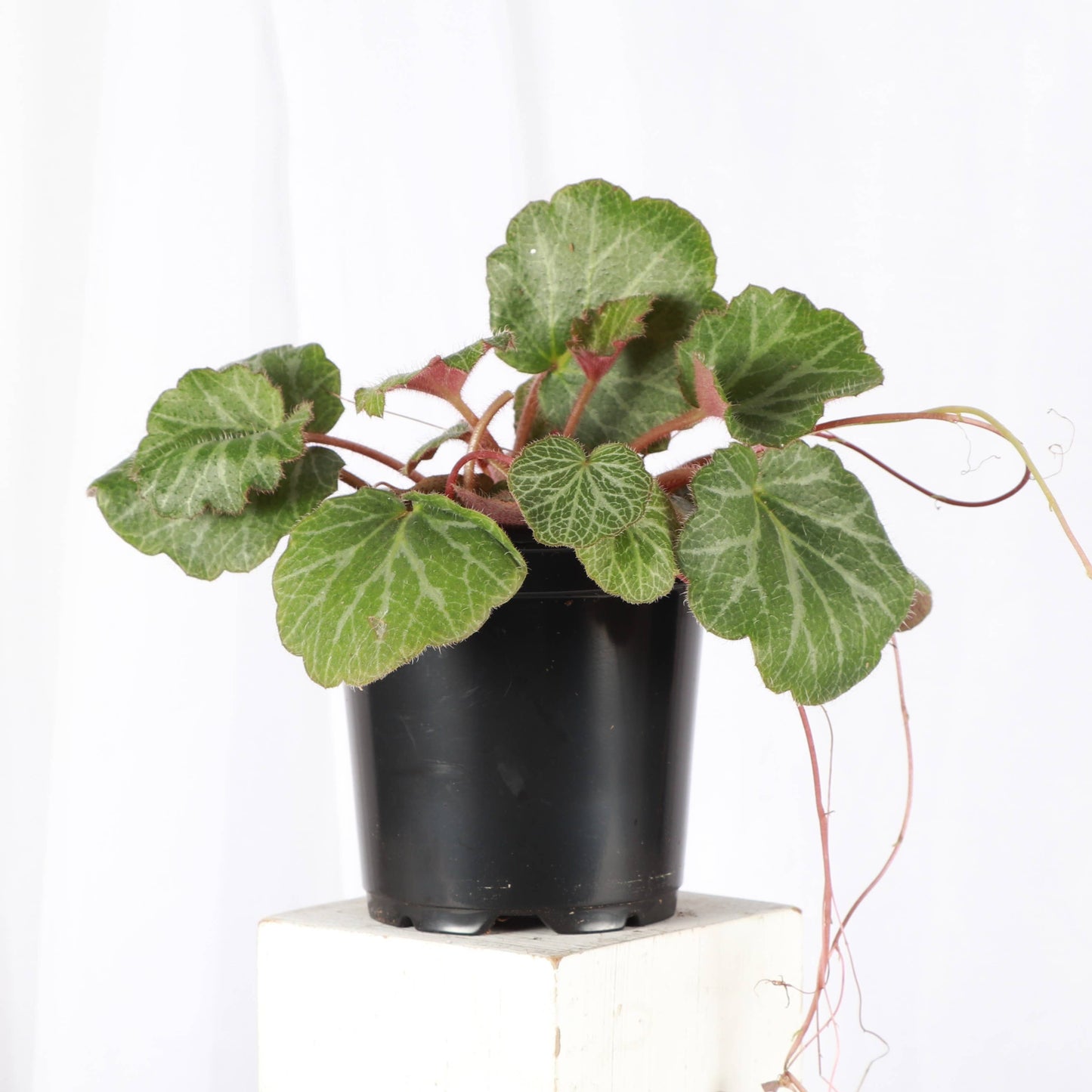 Strawberry Begonia - 4"