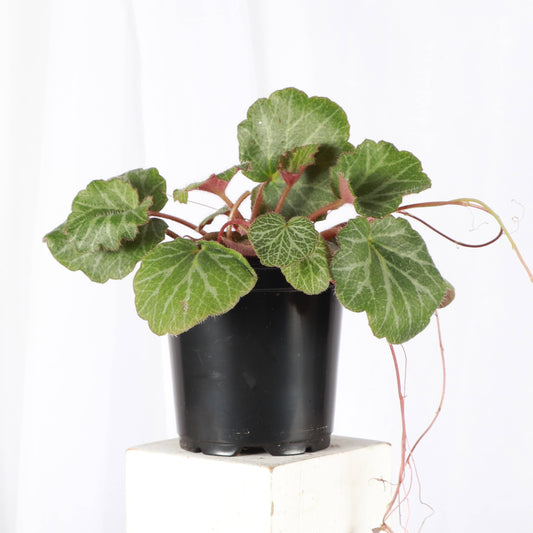 Strawberry Begonia - 4"