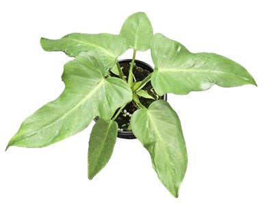 Philodendron Lime Fiddle 4 inch Grower Pot