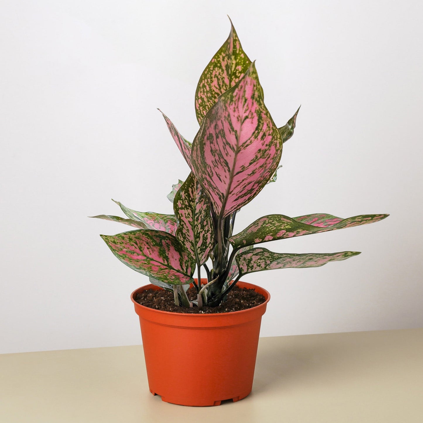 Chinese Evergreen 'Wishes'