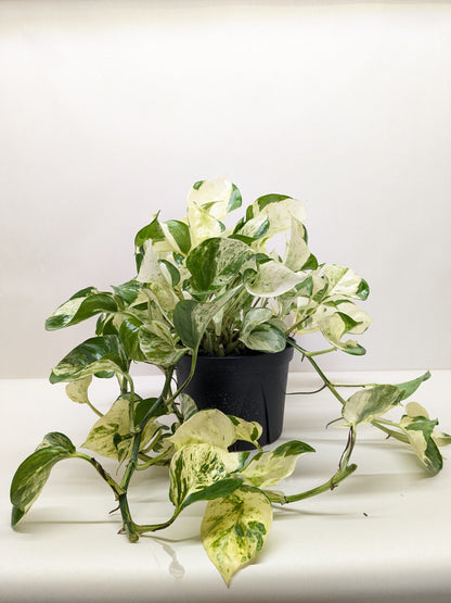 Pothos 'Manjula'