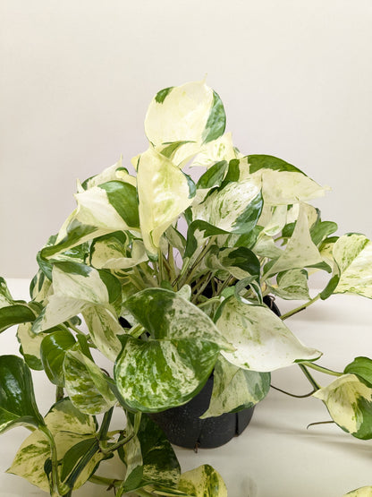 Pothos 'Manjula'