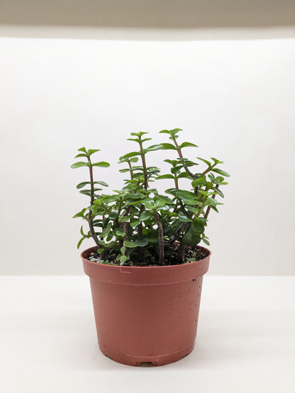 Succulent 'Elephant Bush'