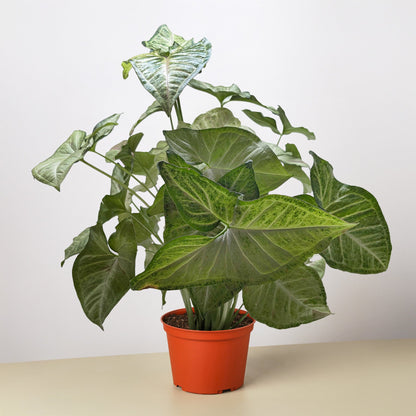 Syngonium 'Confetti'