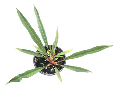 Philodendron Pluto Mutation 4 inch Grower Pot