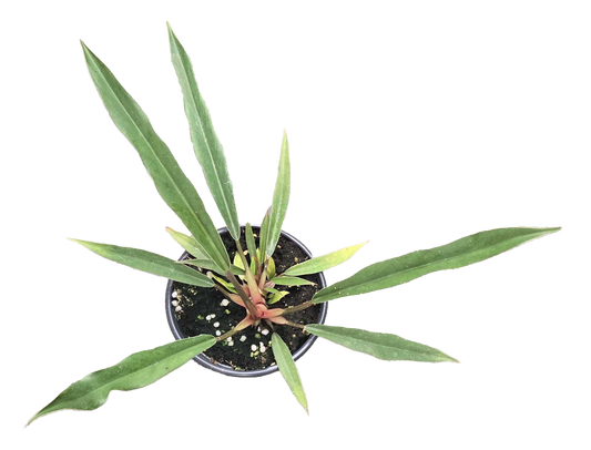 Philodendron Pluto Mutation 4 inch Grower Pot