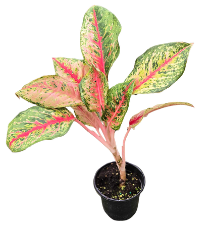 Aglaonema 10 Karat 4 inch Grower Pot