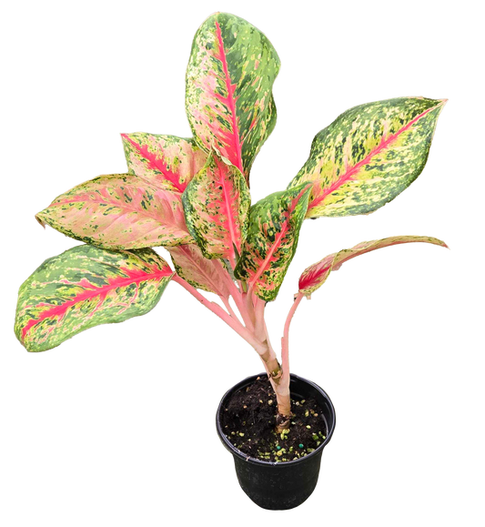 Aglaonema 10 Karat 4 inch Grower Pot