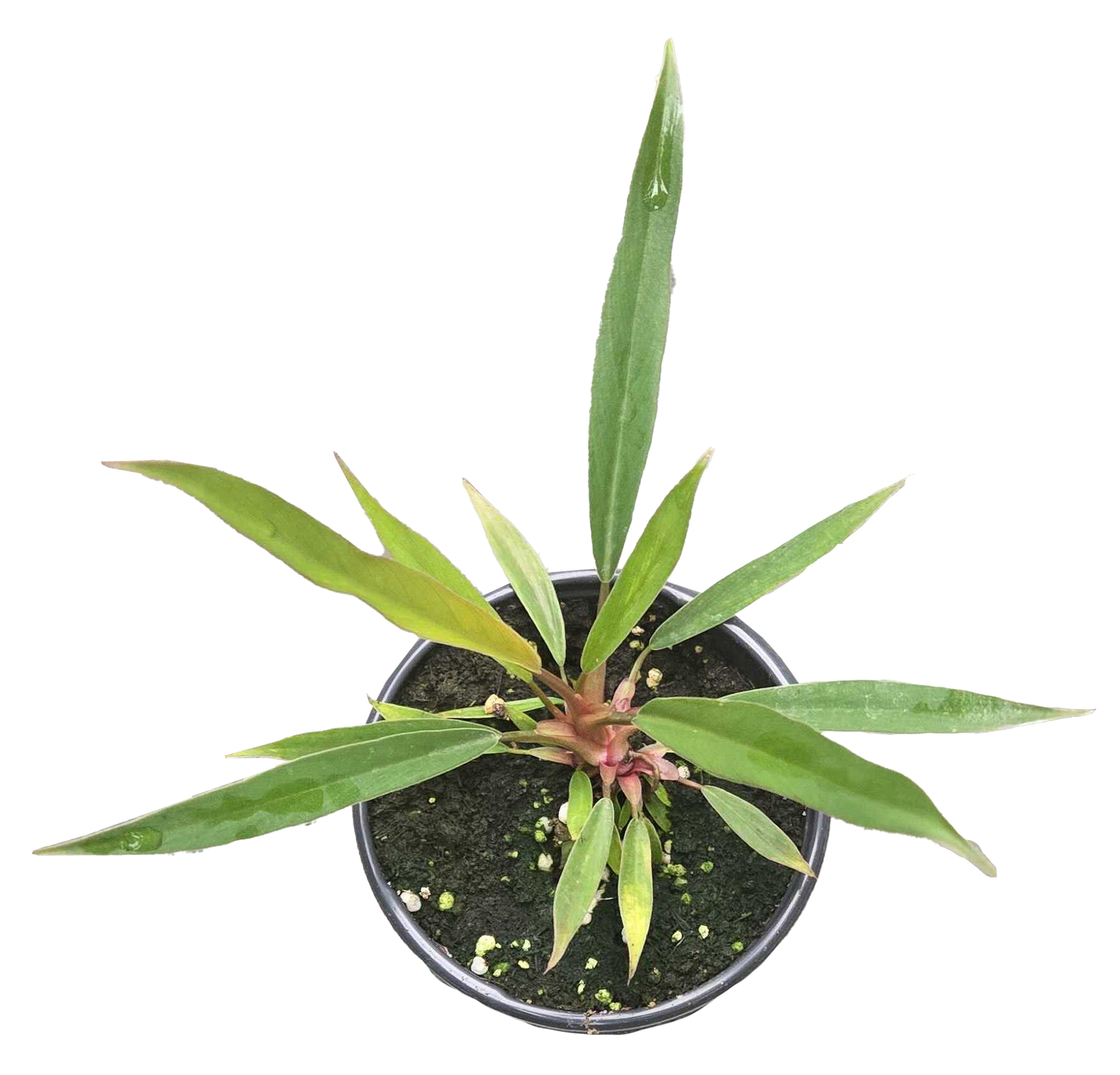 Philodendron Pluto Mutation 4 inch Grower Pot