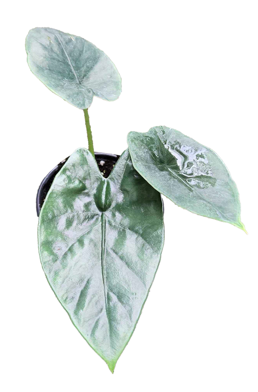 Alocasia Lukiwan 4 inch Grower Pot