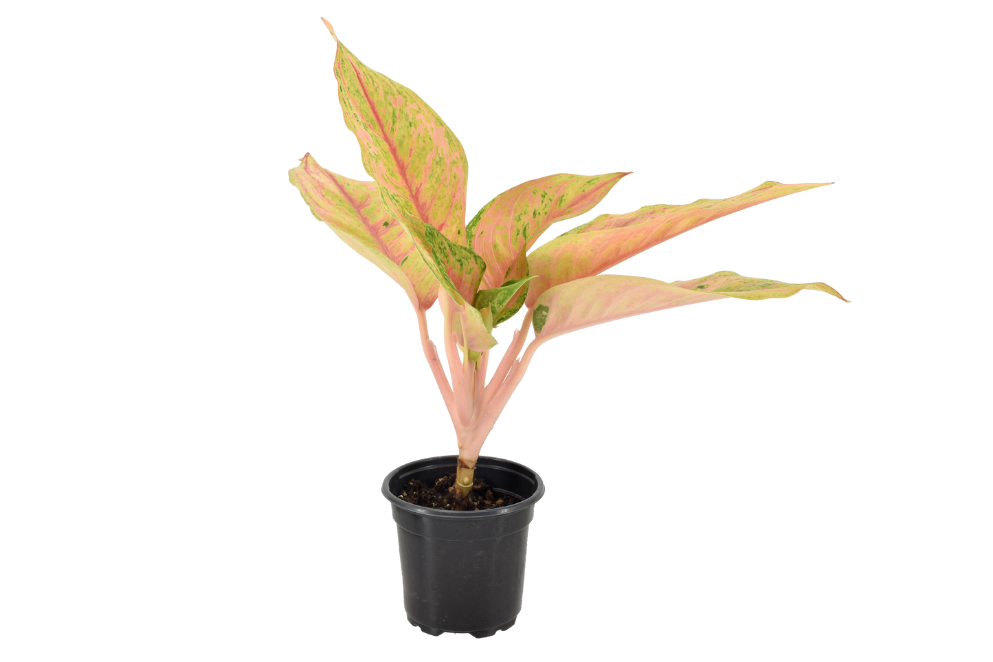 Aglaonema Pink Baramee 4 inch Grower Pot
