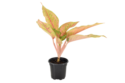 Aglaonema Pink Baramee 4 inch Grower Pot
