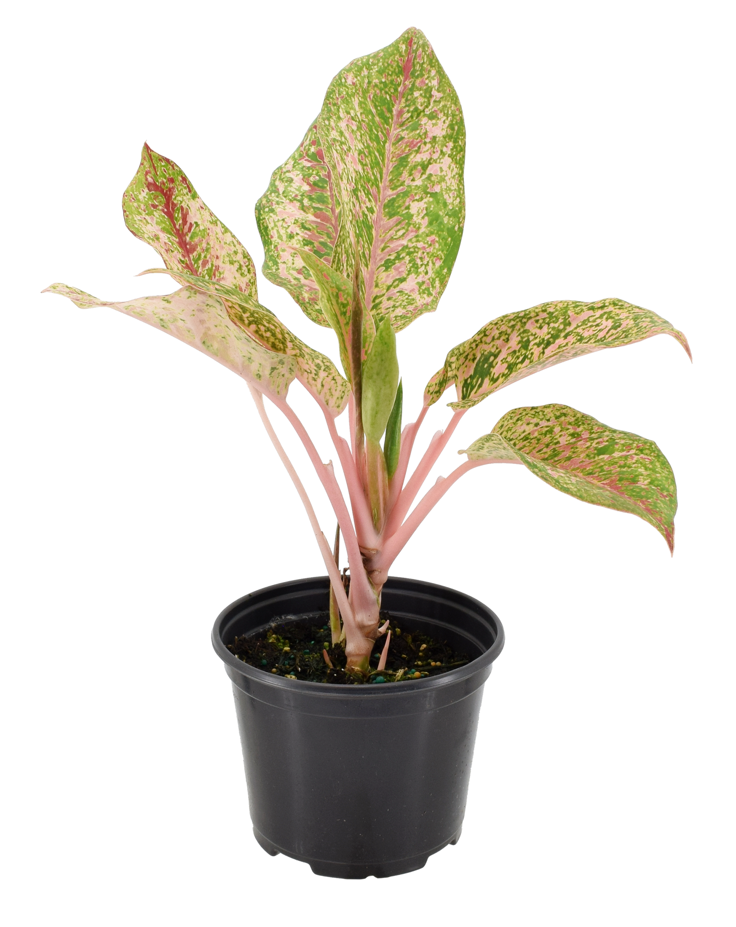 Aglaonema 10 Karat 4 inch Grower Pot