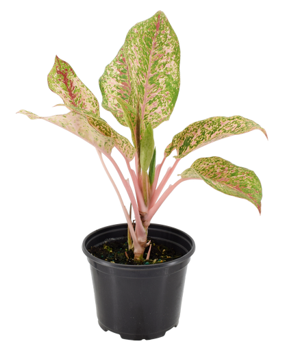 Aglaonema 10 Karat 4 inch Grower Pot