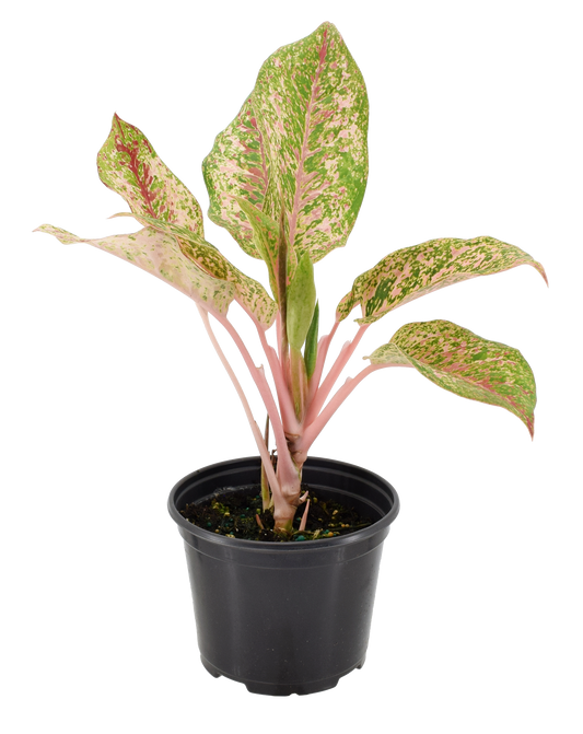 Aglaonema 10 Karat 4 inch Grower Pot