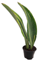 Sansevieria Whale Fin 6 inch Grower Pot