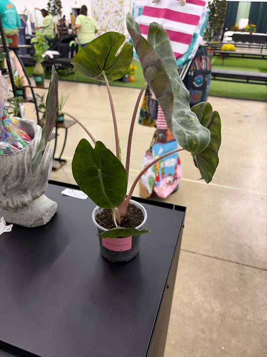 Alocasia Pink Dragon (85)