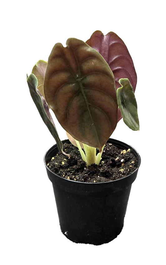 Alocasia Red Secret Cuprea 4"
