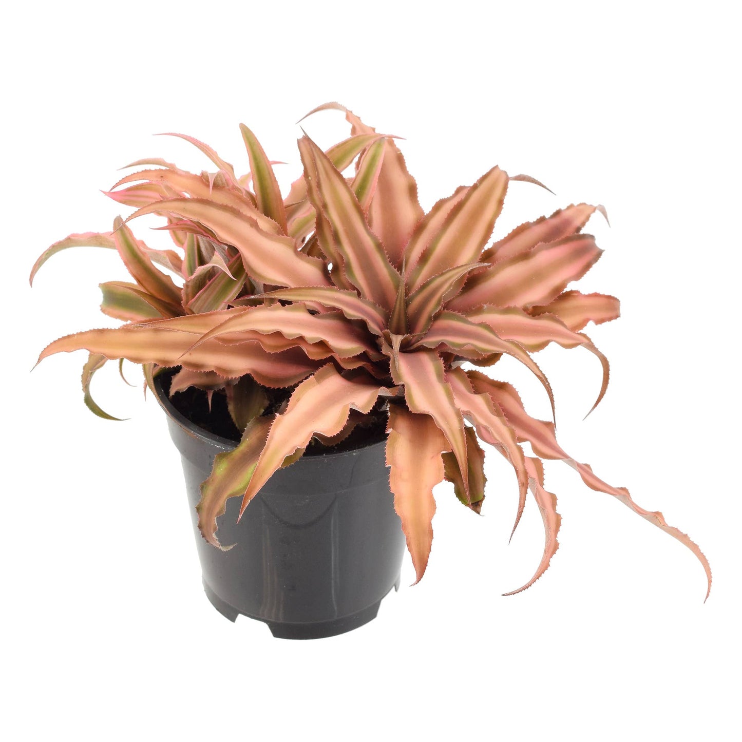 Cryptanthus Pink Earth Star  4 in. Plastic Grower Pot